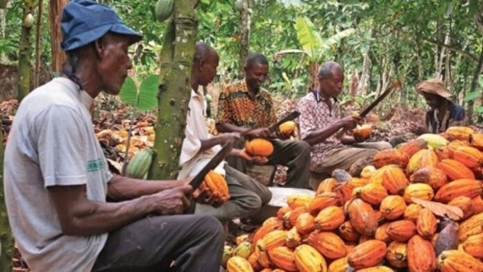 Cacao-Camer.jpg