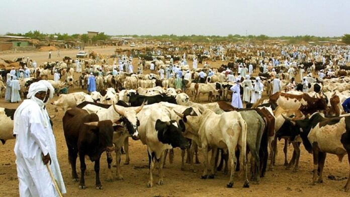 Tchad-code-pastoral-eleveurs_0.jpg