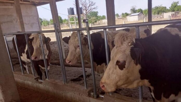 ferme_elevage_-nord_cameroun.jpg