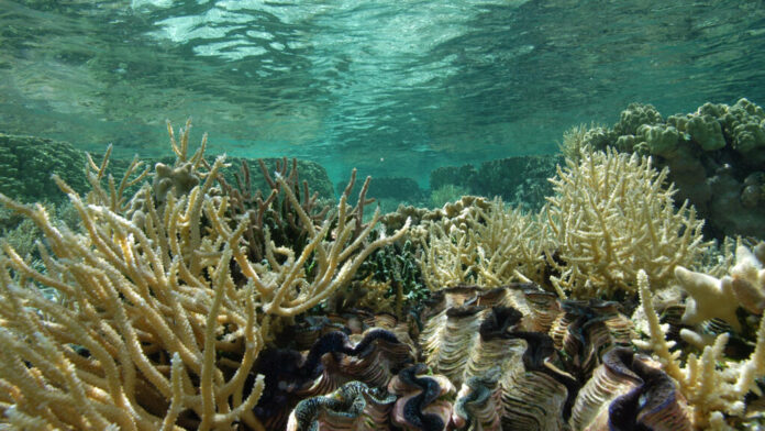 cnrs_20100001_0504_MD.jpg