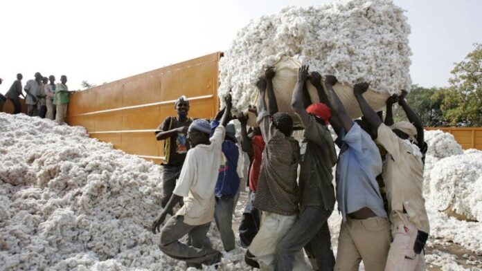 cotonafrica_0.jpg