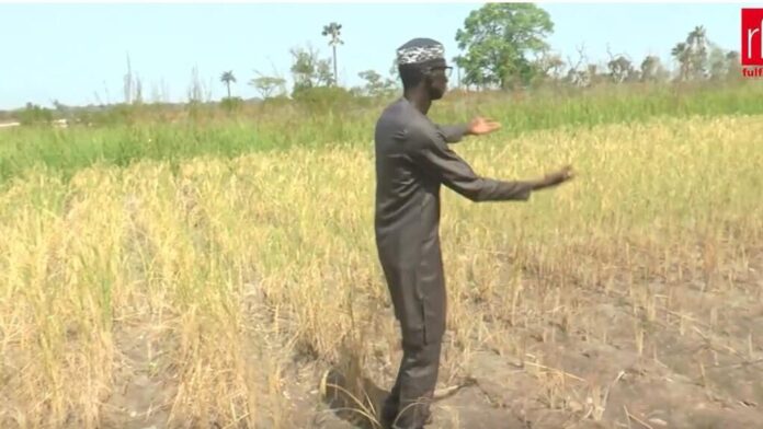 champs-de-riz-ziguinchor.JPG