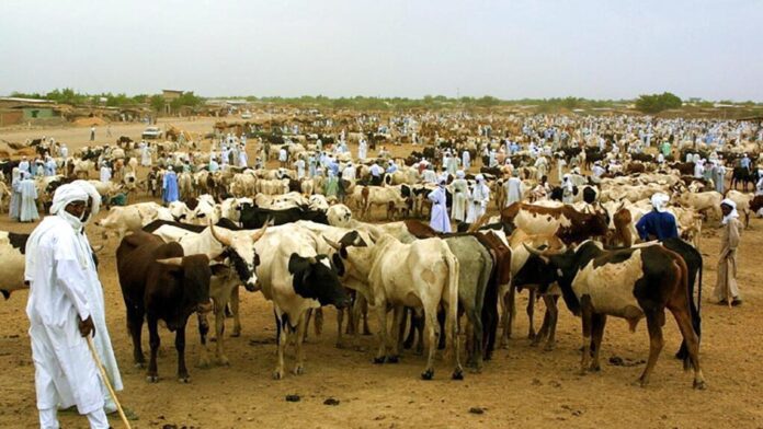 Tchad-code-pastoral-eleveurs_0.jpg