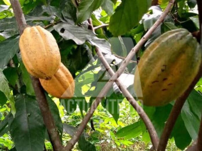 cacao1.jpg