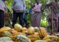 COTE D’IƁOIRE: aawooɓe kakawo fuɗɗike yoppere golle fii hollugol mettu-ɓernde maɓɓe e battane happugol coggu kilo kakawo