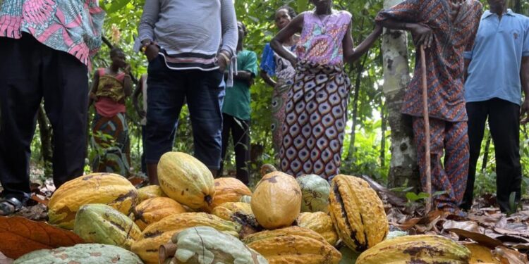 COTE D&rsquo;IƁOIRE: aawooɓe kakawo fuɗɗike yoppere golle fii hollugol mettu-ɓernde maɓɓe e battane happugol coggu kilo kakawo