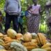 COTE D’IƁOIRE: aawooɓe kakawo fuɗɗike yoppere golle fii hollugol mettu-ɓernde maɓɓe e battane happugol coggu kilo kakawo