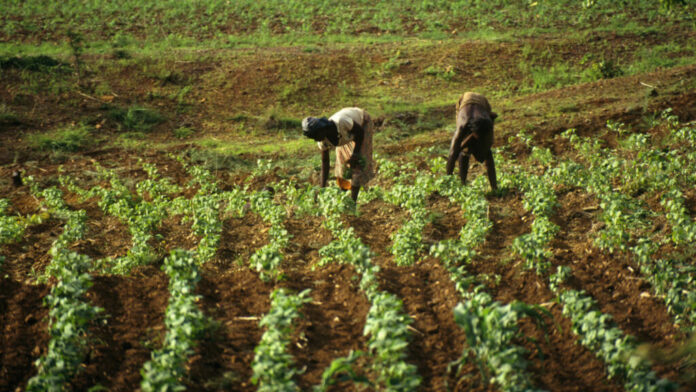 Burkina Faso : les exportations de farines interdites pour préserver l’approvisionnement national