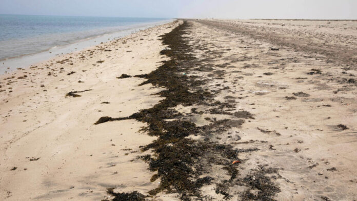 Naufrage au large de Djibouti : au moins 139 migrants morts et plus de 84 portés disparus Naufrage au large de Djibouti : au moins 139 migrants morts et plus de 84 portés disparus
