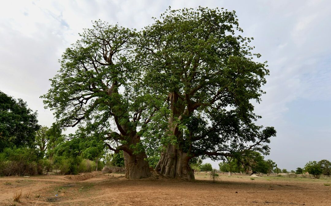 Baobabs près d’un village au Sénégal (photo d’illustration)