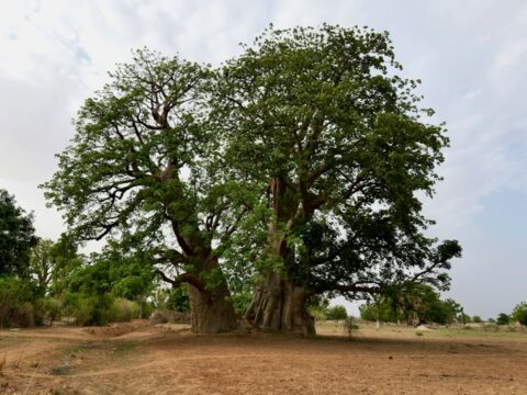 Le Boundou, l’État des almamys entre Falémé et Gambie : histoire d’un royaume peul du Sénégal oriental