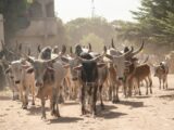 Les Mbororo du Cameroun et de Centrafrique : éleveurs peuls entre tradition pastorale et quête de reconnaissance