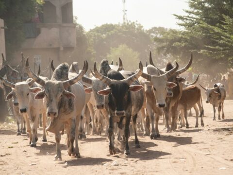 Les Mbororo du Cameroun et de Centrafrique : éleveurs peuls entre tradition pastorale et quête de reconnaissance
