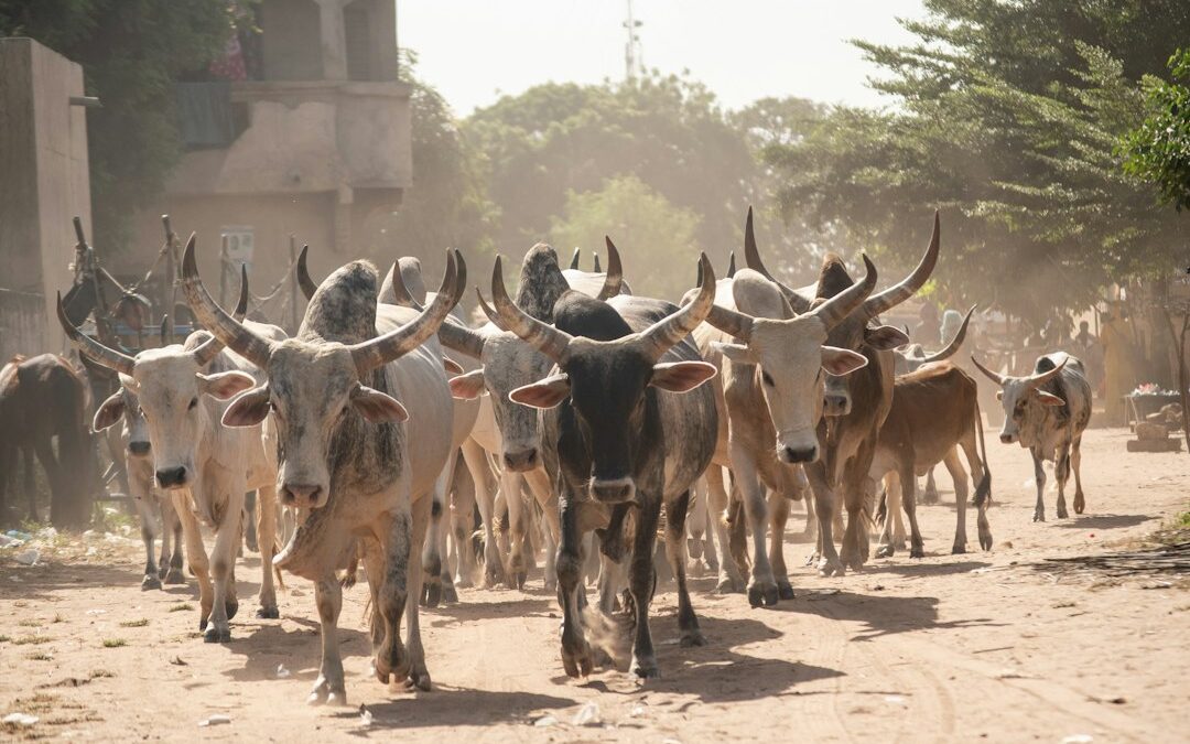 Vaches africaines dans un paysage rural