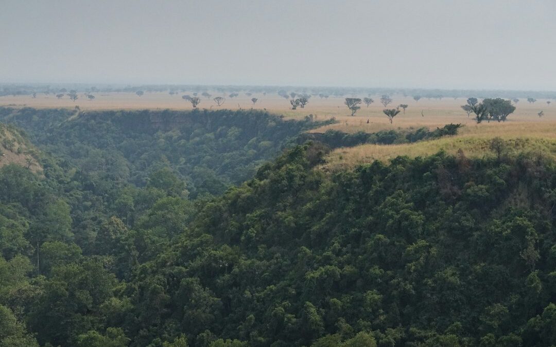 Montagne couverte de forêt tropicale verdoyante