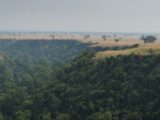 Le mont Nimba : un sanctuaire naturel unique entre Guinée et Côte d’Ivoire