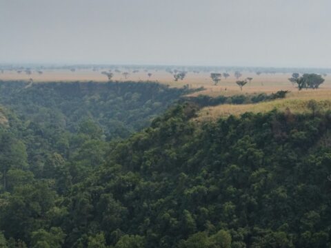 Le mont Nimba : un sanctuaire naturel unique entre Guinée et Côte d’Ivoire