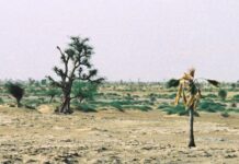 Karallaagal ngaynaaka e mbayliigu weeyo: No renndooji fulɓe ngorri e ɓesdu gollal ngam hisnude ndonu mumen