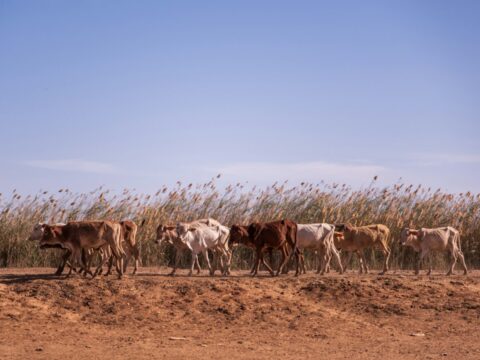 Le chapeau peul, le bâton et la gourde : les objets qui racontent la vie du berger