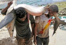 L’accord entre la Somalie et la Chine sur le poisson sans droits de douane soulève des questions L’accord entre la Somalie et la Chine sur le poisson sans droits de douane soulève des questions
