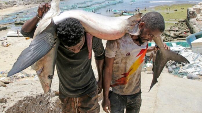 L’accord entre la Somalie et la Chine sur le poisson sans droits de douane soulève des questions