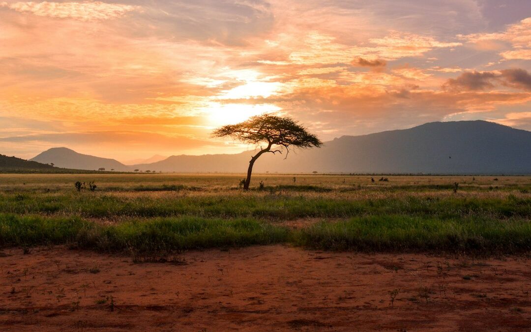 Coucher de soleil sur la savane africaine (illustration)