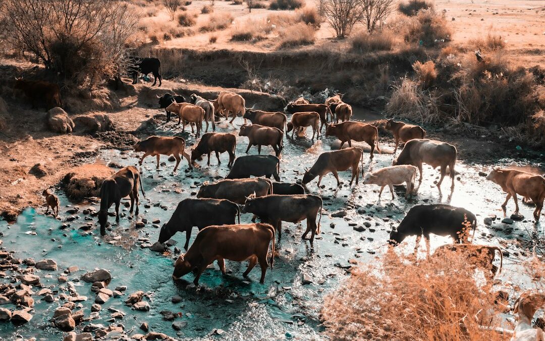 Troupeau de vaches dans l’eau (illustration)