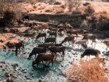 Mares, puits et forages : l’eau, ressource vitale et source de règles chez les éleveurs peuls du Sahel