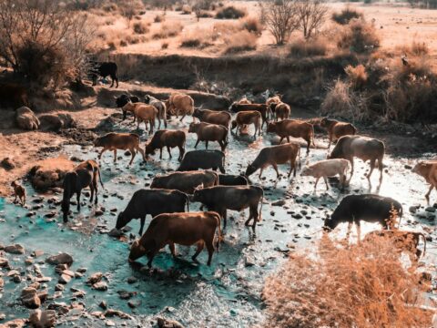 Mares, puits et forages : l’eau, ressource vitale et source de règles chez les éleveurs peuls du Sahel
