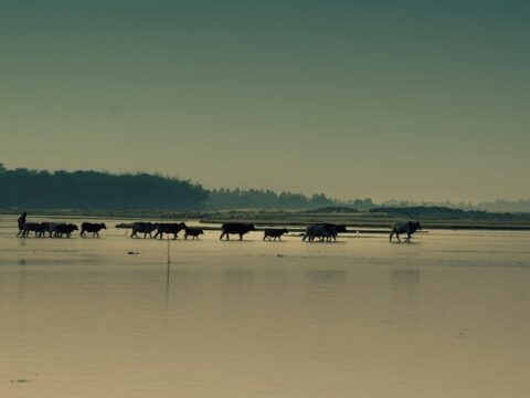 La traversée des troupeaux à Diafarabé : le Degal, grande fête des bergers peuls du delta du Niger