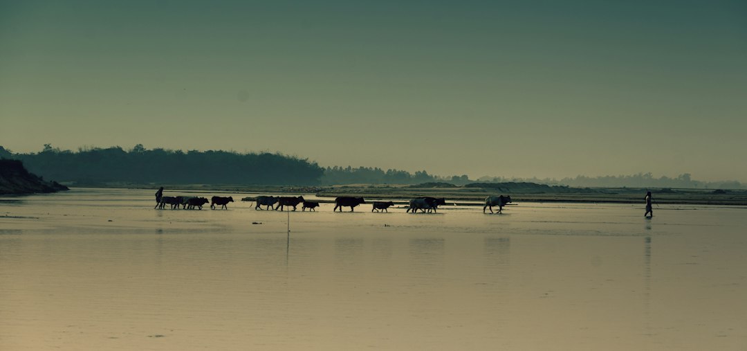 Troupeau de bovins guidé par des bergers à travers une rivière peu profonde