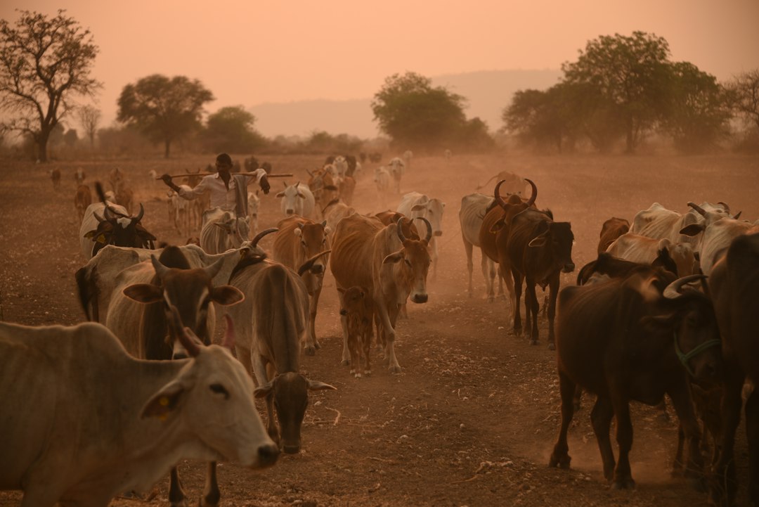 Le marché du bétail en Afrique de l’Ouest : comment ça marche ?