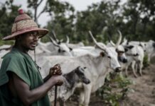Les innovations du pastoralisme peul face au climat.