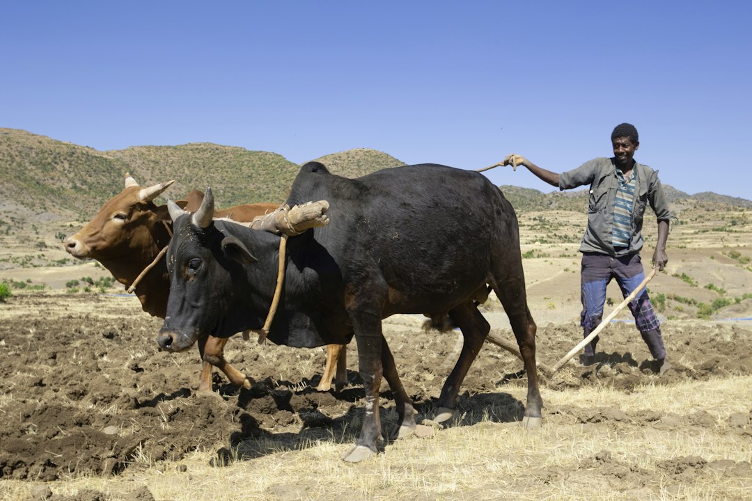 Zaï, demi-lunes, régénération naturelle : les techniques qui font reverdir le Sahel
