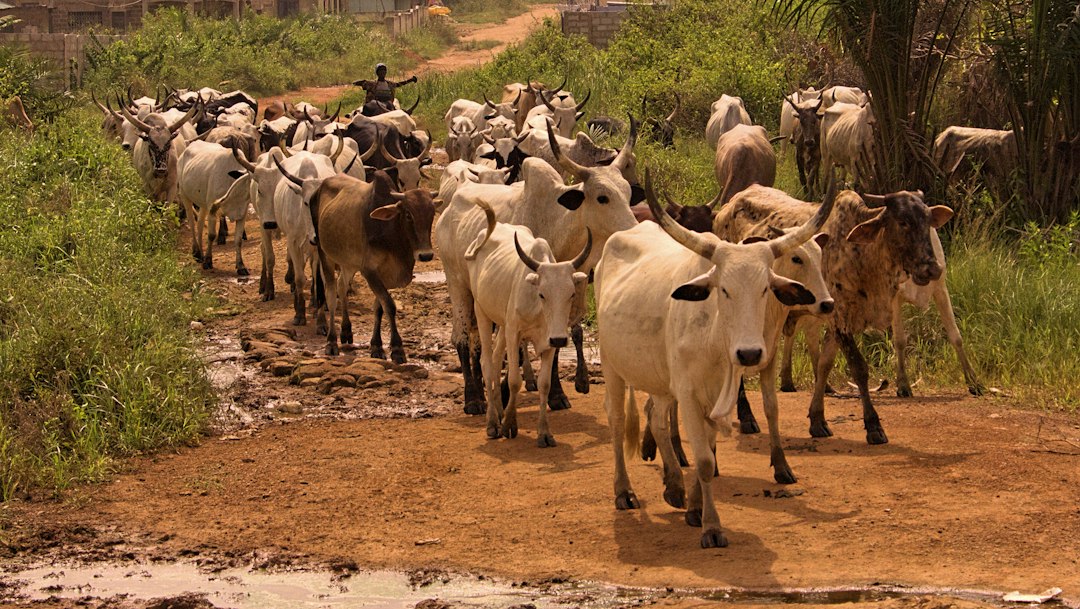 N’Dama, zébu Gobra, Bororo : les races bovines de l’Afrique de l’Ouest