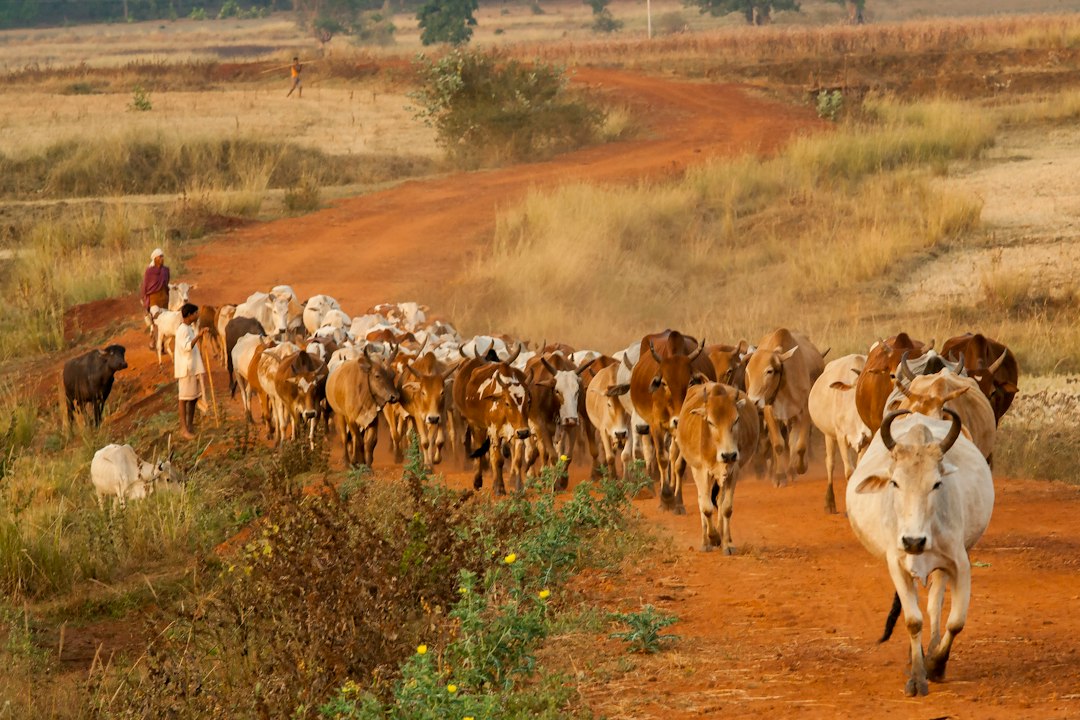 Comment fonctionne la transhumance ? Le guide pour tout comprendre